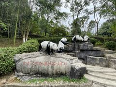 -都江堰中华大熊猫苑