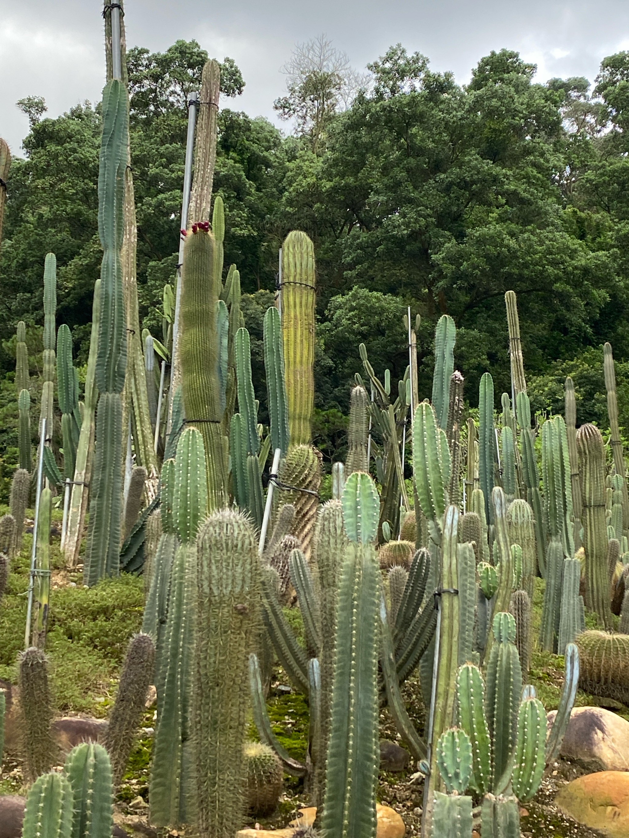 大阳山植物园仙人掌图片