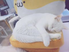 -喵的天空名猫咖啡馆·撸猫·猫舍·用品