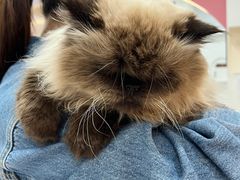 -喵园·猫主题咖啡厅·撸猫·猫咖(国贸店)