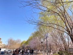 -桃花堤公园