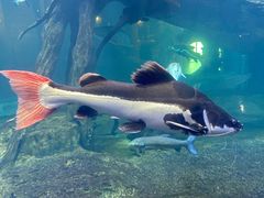 -华夏文旅海洋公园