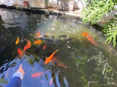 -寻味顺德·南记酒家·传统顺德菜·鱼生(广源路店)