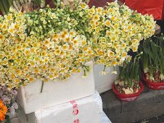 -溪岸路花鸟市场