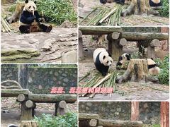 -都江堰中华大熊猫苑