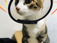-瑞派康怡24h宠物医院·犬猫医疗中心·微创绝育(瑞景分院)