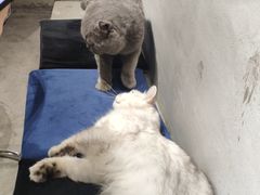 -浣熊柯尔鸭土拨鼠·电玩咖