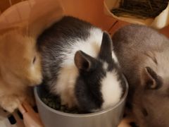 -猫猫幼稚园·撸猫·桌游·电玩