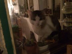 iphone_upload_pic-海边的猫和咖啡馆