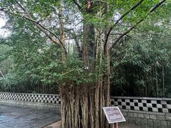 -青岛崂山太清宫