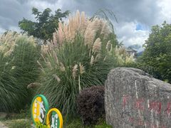 -才村湿地公园