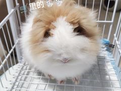 -怪兽屋·羊驼·猫咖·狗咖(俊华广场店)