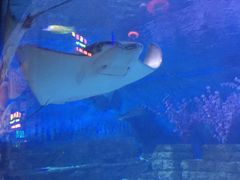 -烟台海昌鲸鲨海洋公园