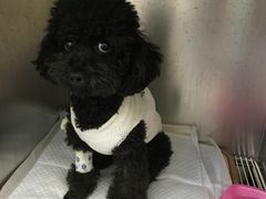 -安安宠医·安宠宠物医院