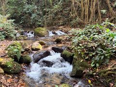 -莫里热带雨林景区