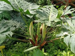-呀路古热带植物园