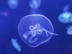 -广州海洋馆