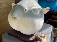 -肆月河豚·新淮扬(金融街店)