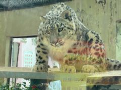 -青藏高原野生动物园