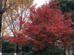 -八卦田遗址公园