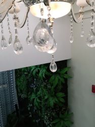 -苗医生草本科技祛痘