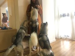 -Husky Go! 哈士奇体验馆·宠物咖啡厅狗咖