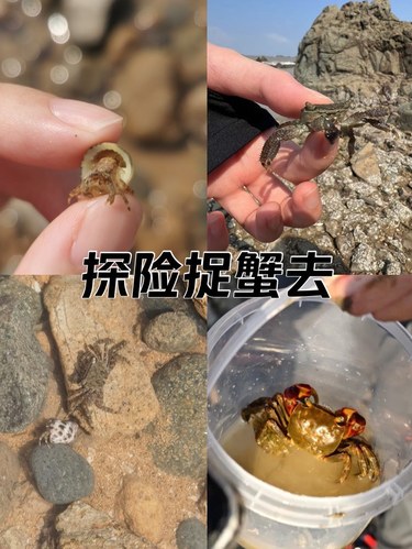 薄刀嘴岛的赶海生活