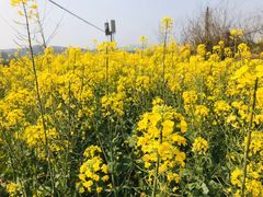 -桑洲油菜花景区