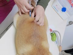 -宠颐生中康贝怡动物医院