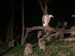 -清迈夜间动物园