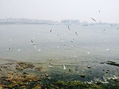 栈桥-栈桥景区