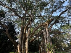 -瑞丽独树成林风景区