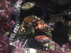 -新加坡海洋生态馆