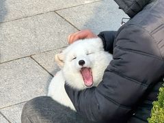 -必胜客(高新中大店)