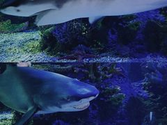 -江和美海洋公园