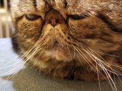 -more than meow吴止猫主题餐厅(承德 中船汇店)