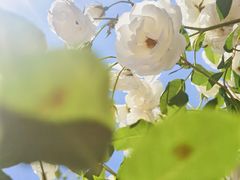 -上海辰山植物园