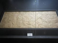 -北京周口店北京人遗址博物馆