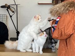 -平行世界·猫咖(首经贸店)