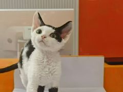-三花喵·撸猫购宠·宠物生活馆(虹桥南丰城店)