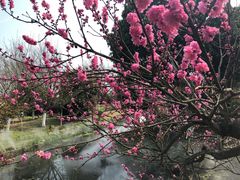 -武汉紫薇都市田园