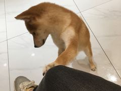 -柴源莊·柴小宠柴犬咖啡