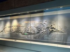 -安徽省地质博物馆