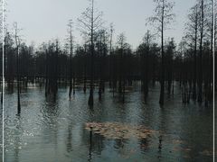 -池杉湖湿地公园