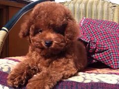 -上海博宽羽毛球馆(双桥路分部)