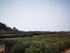 -中国茶叶博物馆(双峰馆区)