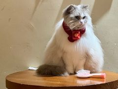 -有猫咖啡umeow coffee