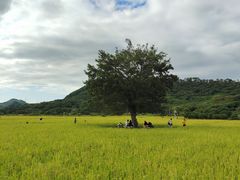 -风云岭森林公园