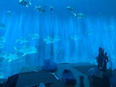 -海棠湾洲际-涛·海底餐厅·美人鱼·自助餐·海底隧道