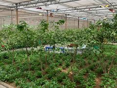 -南宫五洲植物乐园